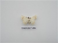 藏品(尺蛾460)的圖片